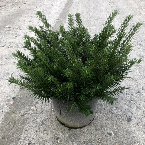 Cephalotaxus harringtonia 'Duke Gardens' ~ Duke Gardens Japanese Plum Yew-ServeScape