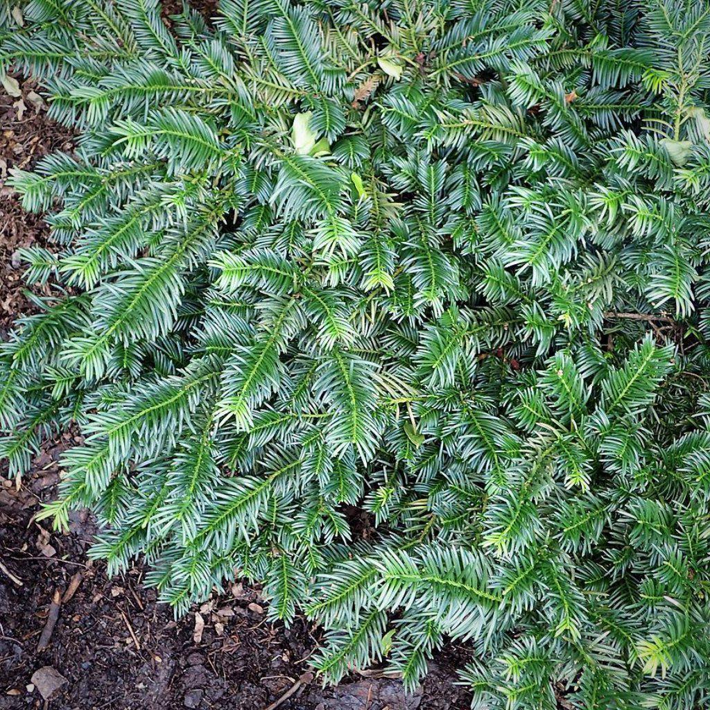 Cephalotaxus harringtonia 'Duke's Garden' ~ Duke's Garden Japaneses Plum Yew - Delivered By ServeScape