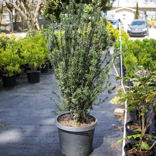 Cephalotaxus harringtonia 'Fastigiata' ~ Upright Japanese Plum Yew - Delivered By ServeScape
