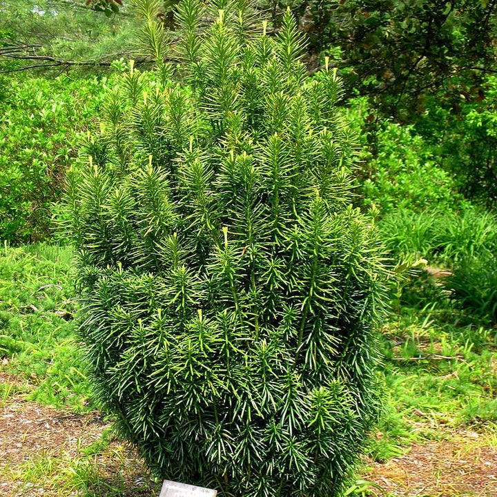 Cephalotaxus harringtonia 'Fastigiata' ~ Upright Japanese Plum Yew-ServeScape