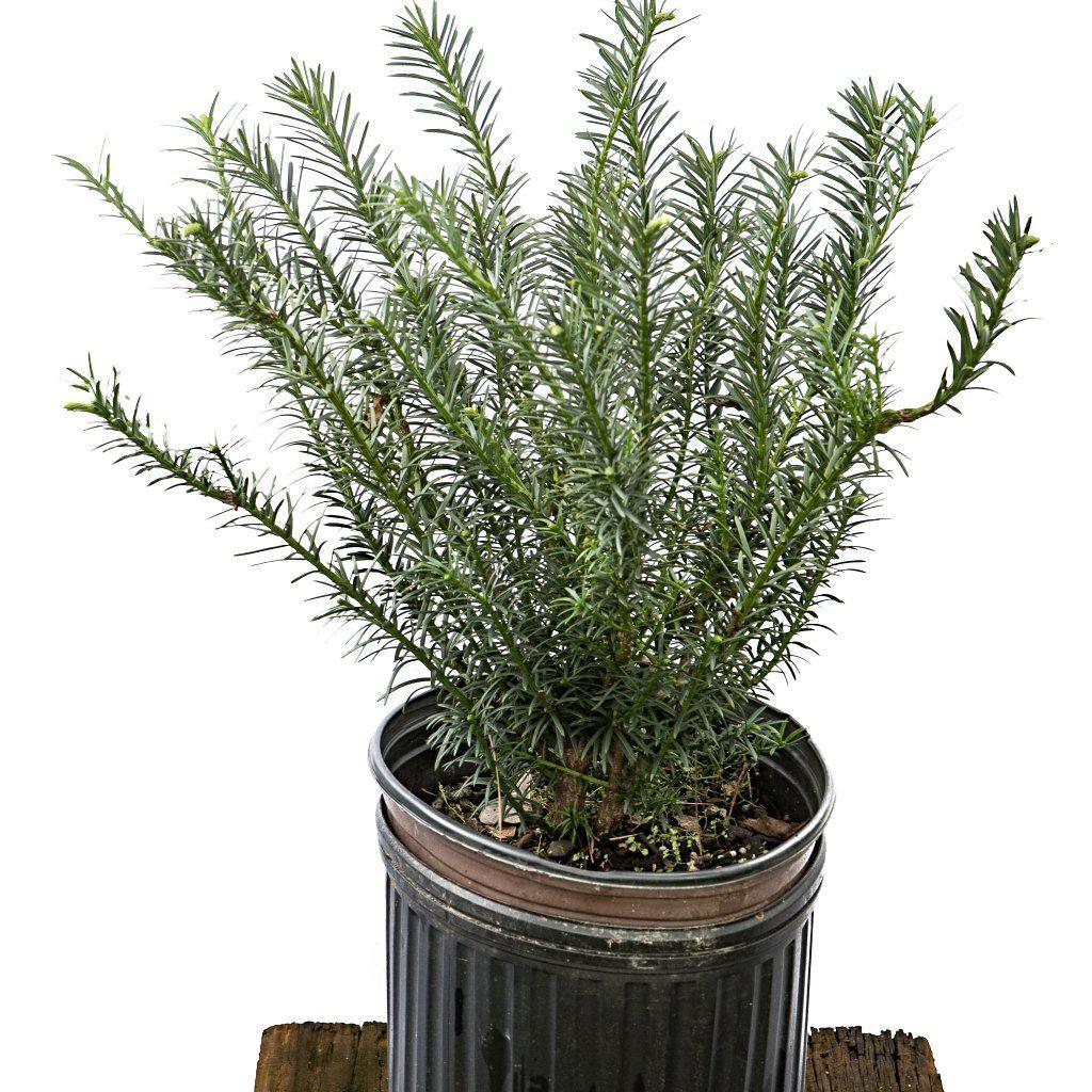 Cephalotaxus harringtonia 'Plania' ~ Yewtopia® Plania Plum Yew - Delivered By ServeScape