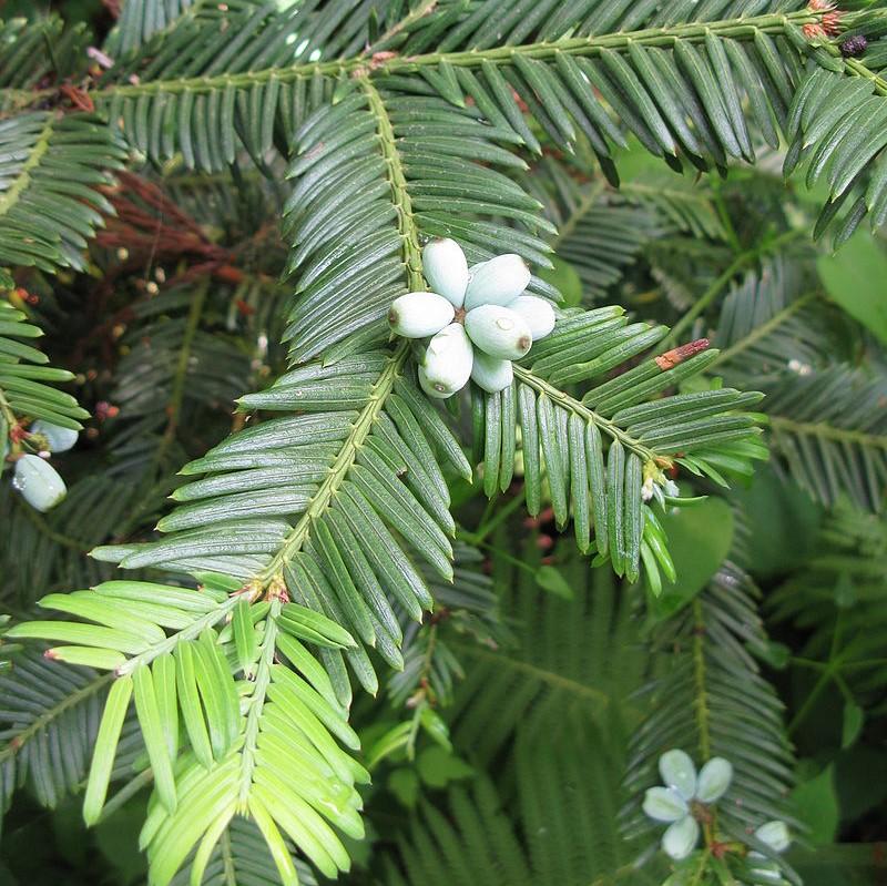 Cephalotaxus harringtonia ~ Plum-Yew-ServeScape