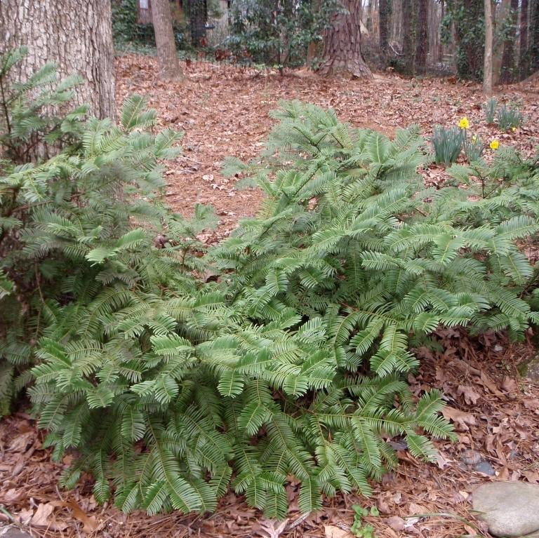 Cephalotaxus harringtonia 'Prostrata' ~ Creeping Japanese Plum Yew, Spreading Plum Yew-ServeScape