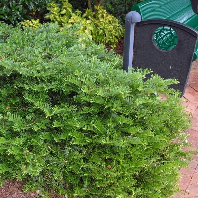 Cephalotaxus harringtonia 'Prostrata' ~ Creeping Japanese Plum Yew, Spreading Plum Yew-ServeScape