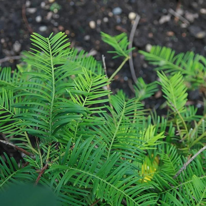 Cephalotaxus harringtonia 'Prostrata' ~ Creeping Japanese Plum Yew, Spreading Plum Yew-ServeScape