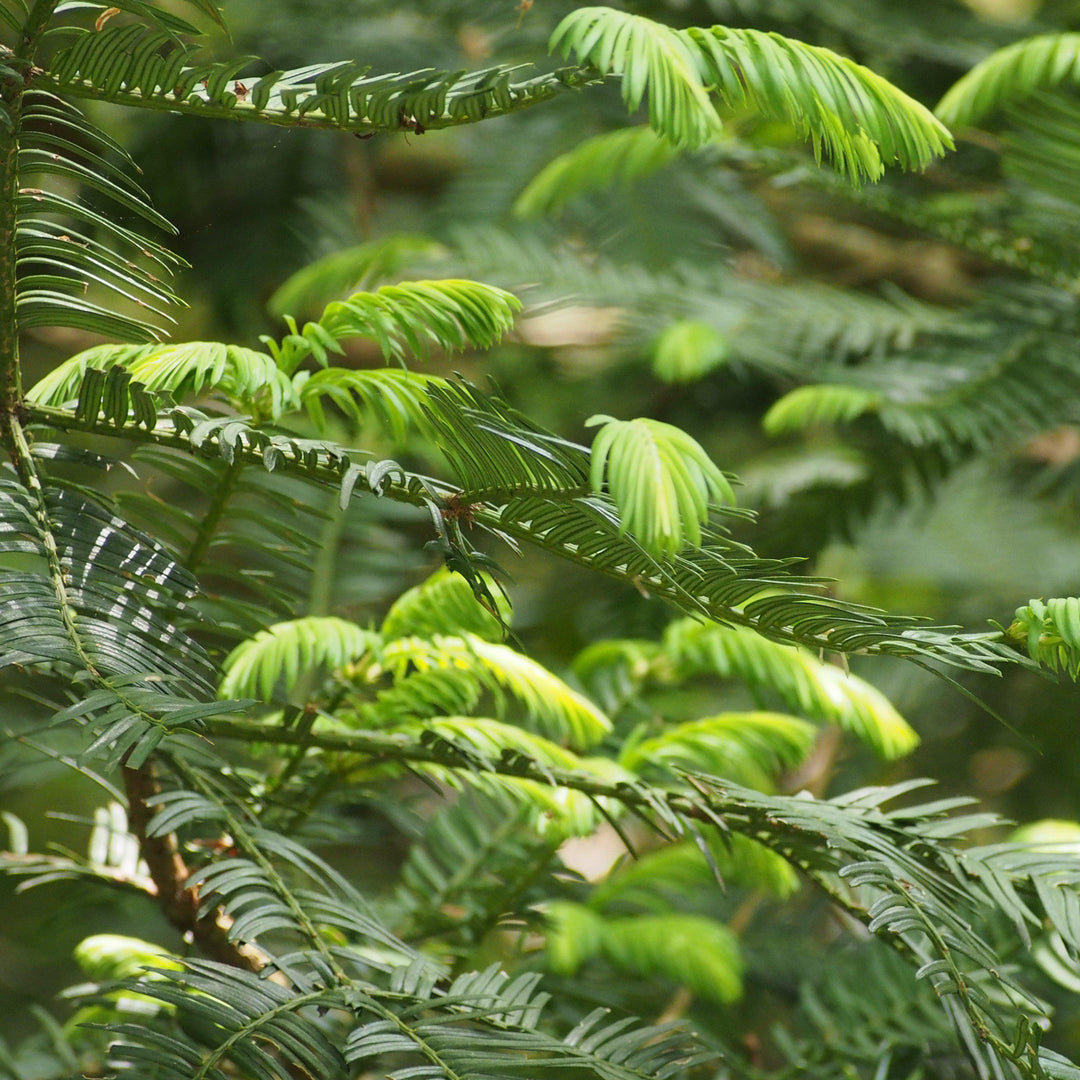 Cephalotaxus harringtonia 'Scotts Wallace' ~ 'Scotts Wallace' Japanese Plum Yew-ServeScape