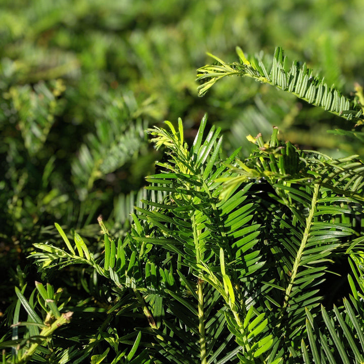 Cephalotaxus harringtonia 'Scotts Wallace' ~ 'Scotts Wallace' Japanese Plum Yew - Delivered By ServeScape