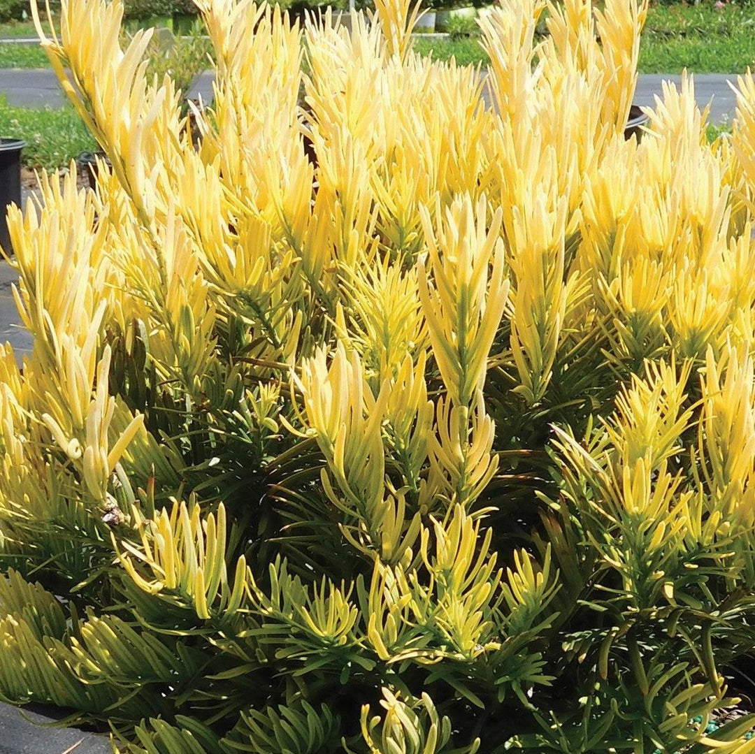 Cephalotaxus harringtonia 'Golden Dragon' ~ Golden Dragon™ Cephalotaxus-ServeScape