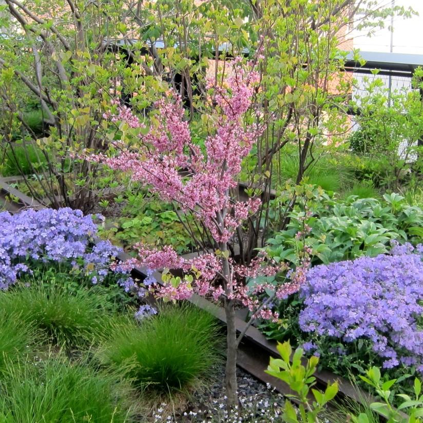Cercis canadensis 'Appalachian Red' ~ Appalachian Red Redbud-ServeScape