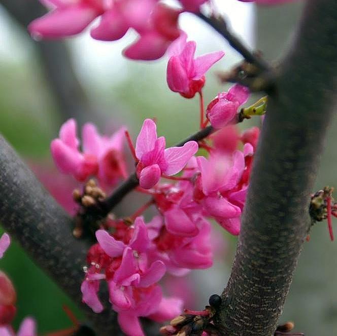 Cercis canadensis 'Appalachian Red' ~ Appalachian Red Redbud-ServeScape