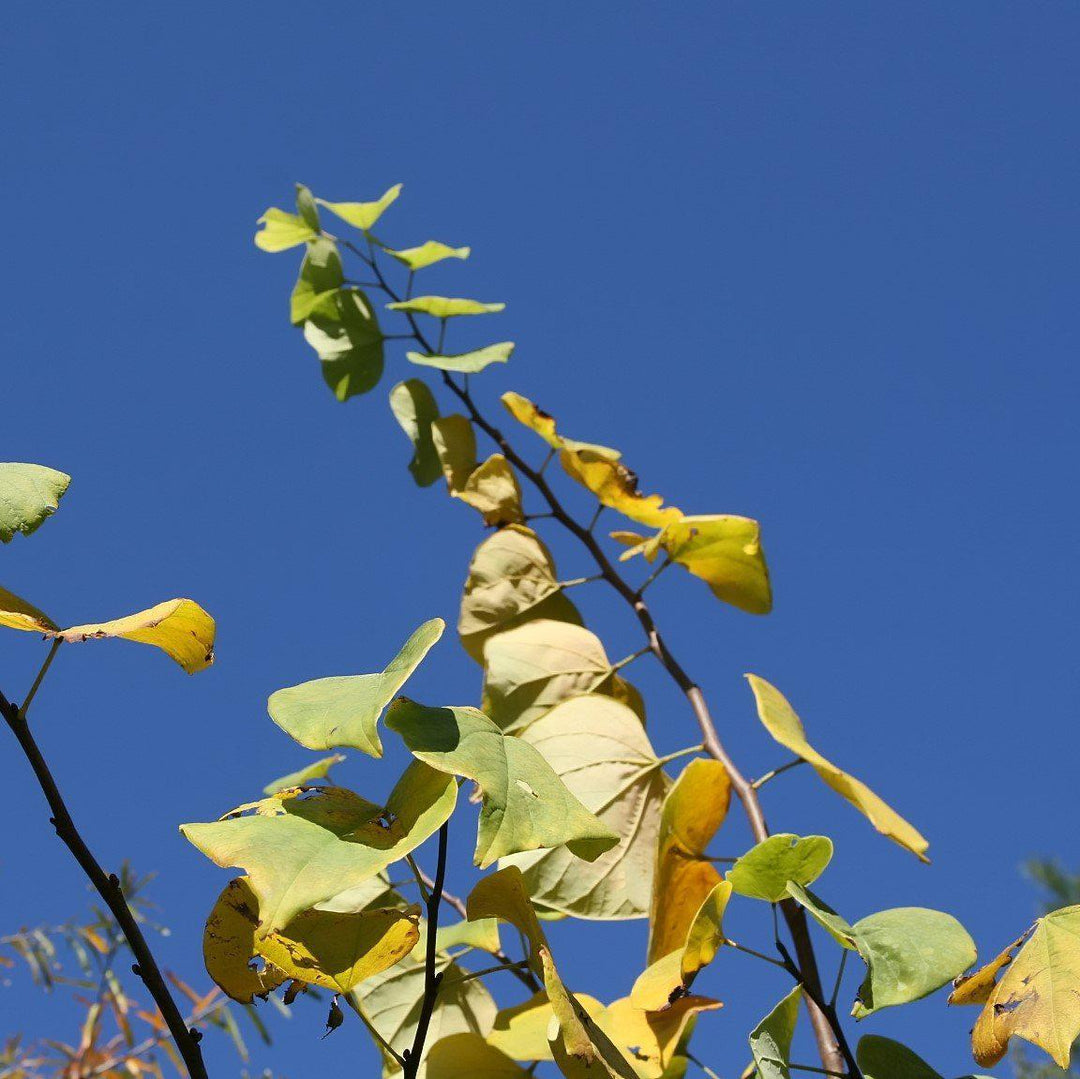 Cercis canadensis 'Appalachian Red' ~ Appalachian Red Redbud-ServeScape