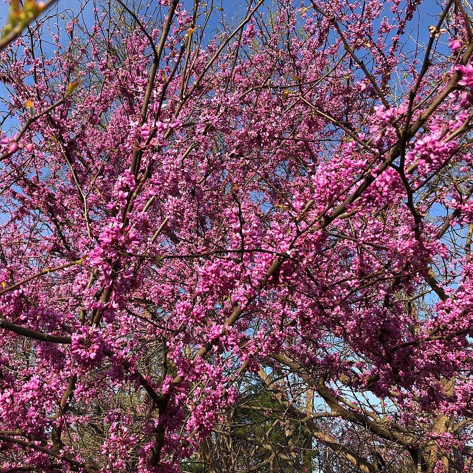 Cercis canadensis 'Appalachian Red' ~ Appalachian Red Redbud-ServeScape