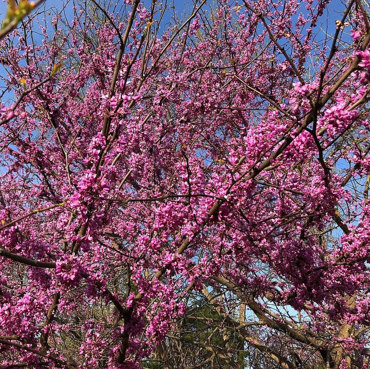 Cercis canadensis 'Appalachian Red' ~ Appalachian Red Redbud-ServeScape