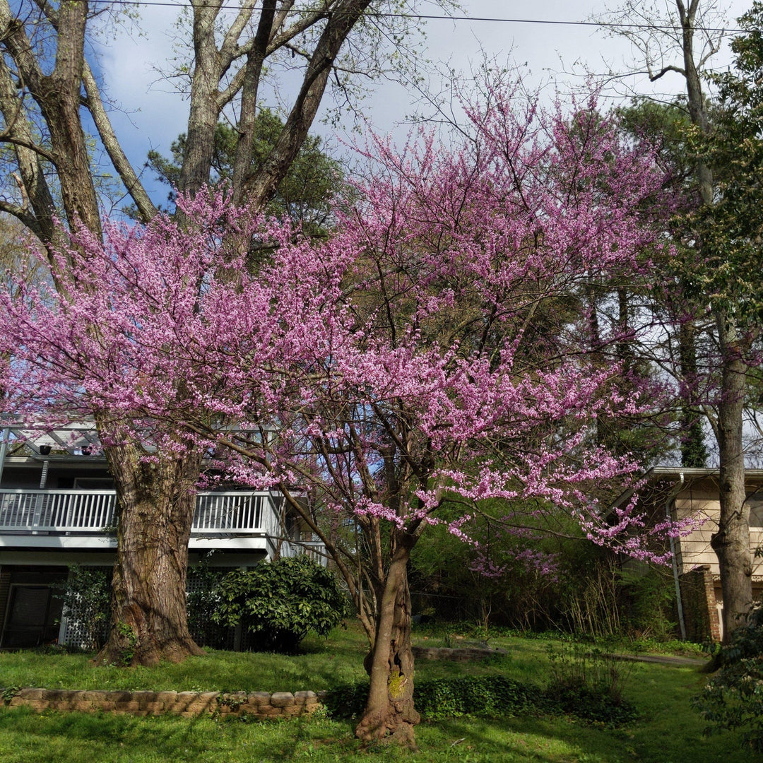 Cercis canadensis ~ Eastern Redbud - Delivered By ServeScape