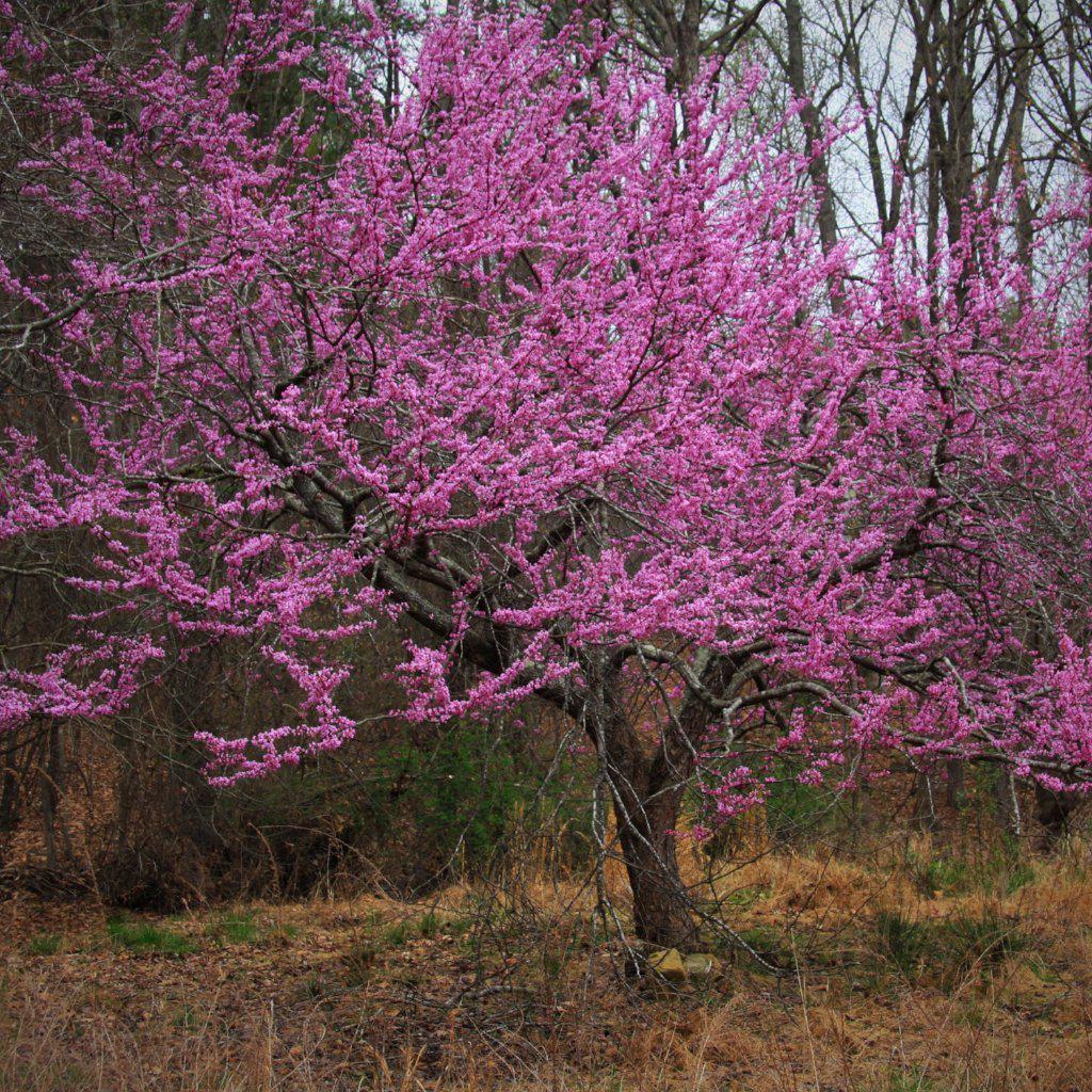 Cercis canadensis ~ Eastern Redbud - Delivered By ServeScape