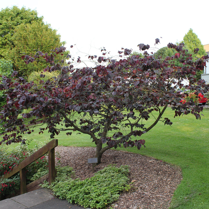 Cercis canadensis 'Forest Pansy' ~ Eastern Redbud-ServeScape