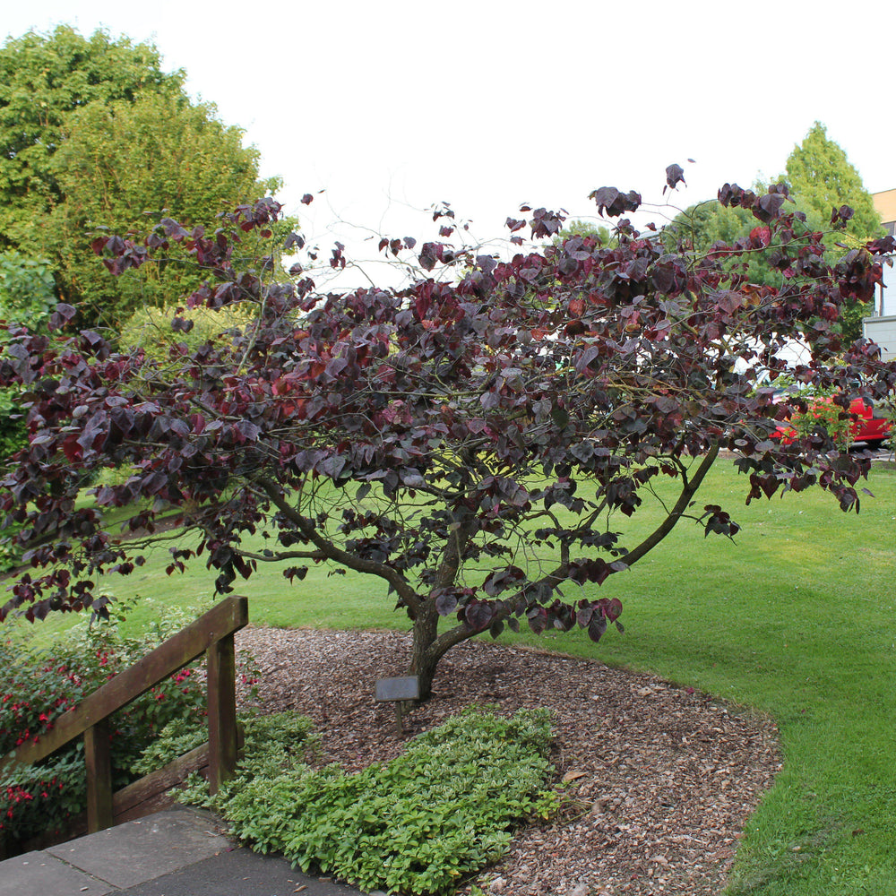 Cercis canadensis 'Forest Pansy' ~ Eastern Redbud-ServeScape