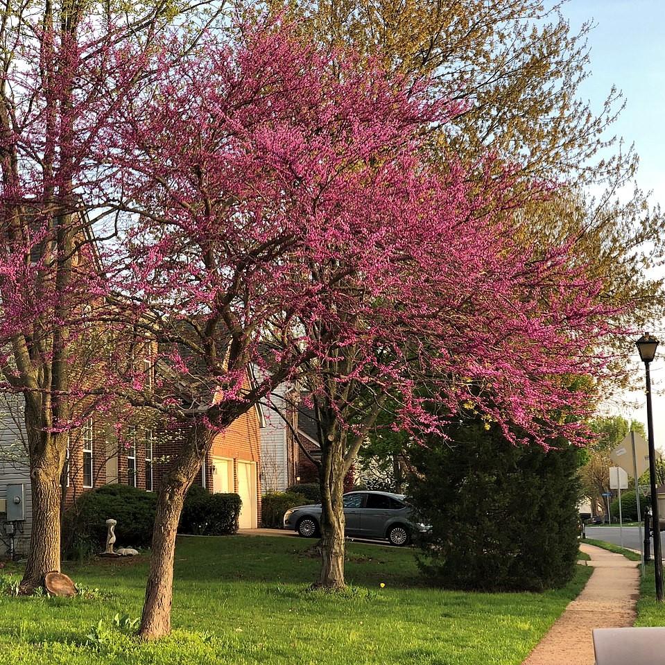 Cercis canadensis 'Forest Pansy' ~ Eastern Redbud-ServeScape