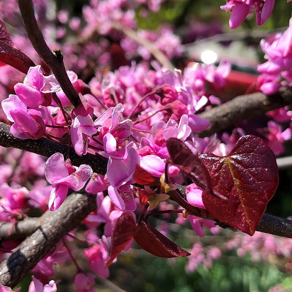 Cercis canadensis 'Forest Pansy' ~ Eastern Redbud-ServeScape