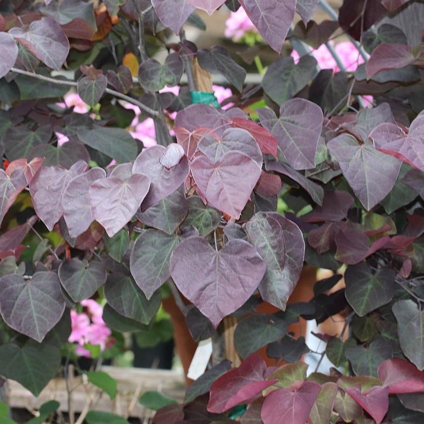 Cercis canadensis 'Forest Pansy' ~ Eastern Redbud-ServeScape