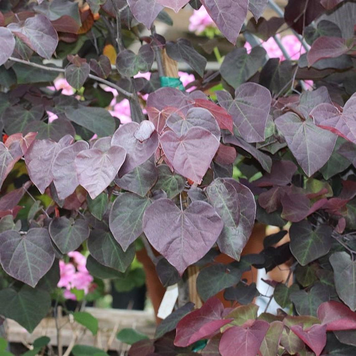Cercis canadensis 'Forest Pansy' ~ Eastern Redbud-ServeScape