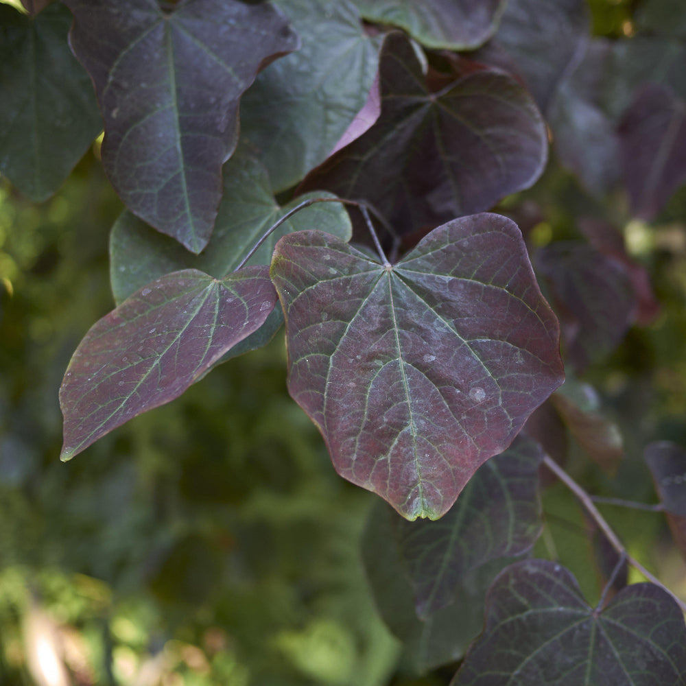 Cercis canadensis 'JN16' ~ Black Pearl™ Redbud-ServeScape