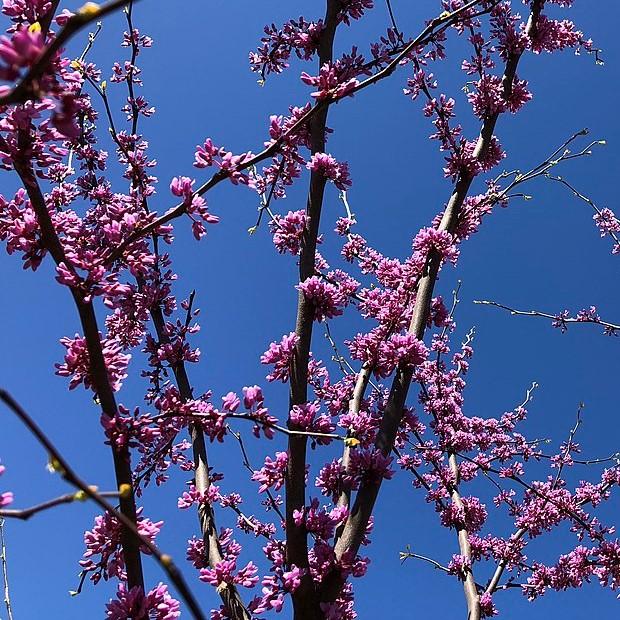 Cercis canadensis 'JN16' ~ Black Pearl™ Redbud-ServeScape
