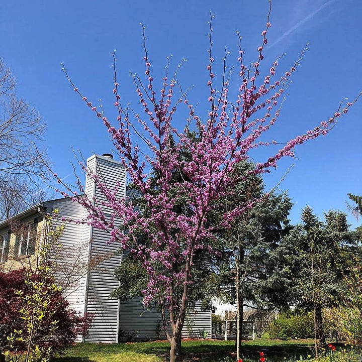 Cercis canadensis 'JN16' ~ Black Pearl™ Redbud-ServeScape