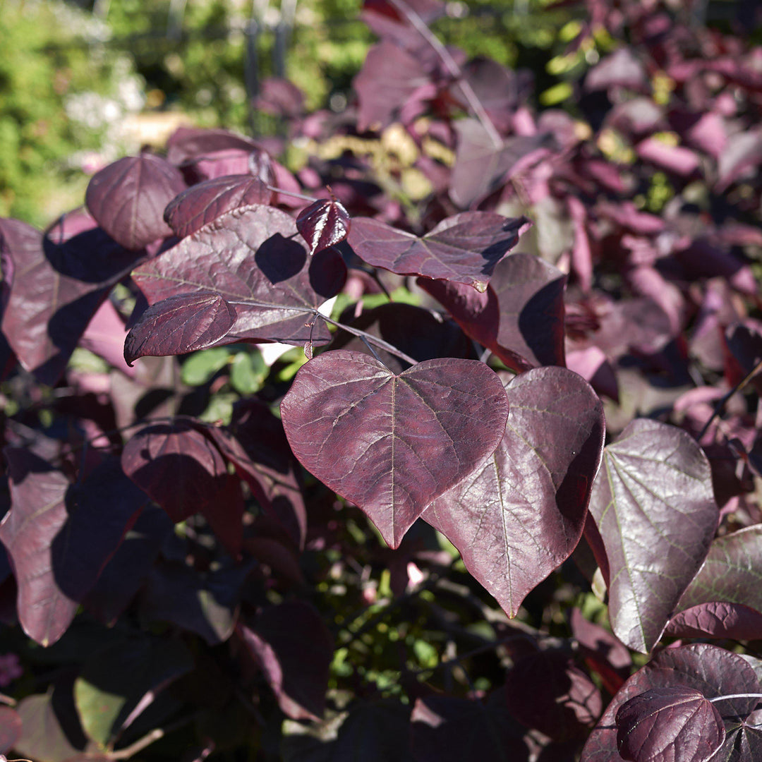 Cercis canadensis 'JN16' ~ Black Pearl™ Redbud-ServeScape