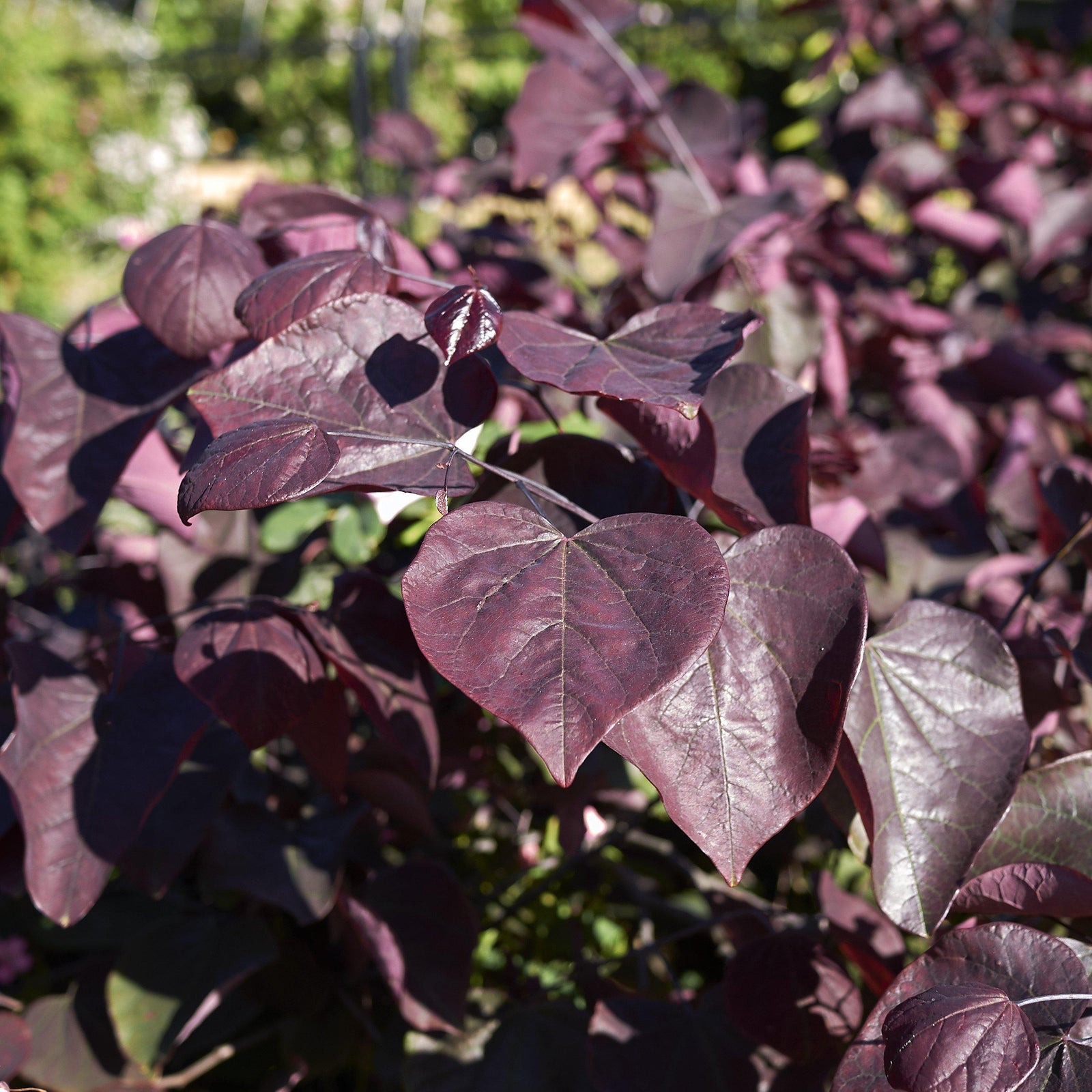 Cercis canadensis 'JN16' ~ Black Pearl™ Redbud-ServeScape