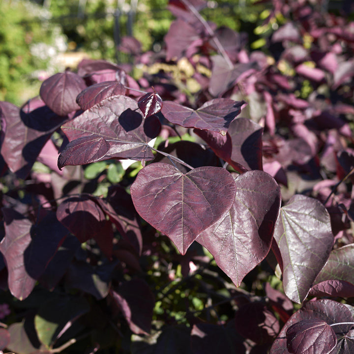Cercis canadensis 'JN16' ~ Black Pearl™ Redbud-ServeScape