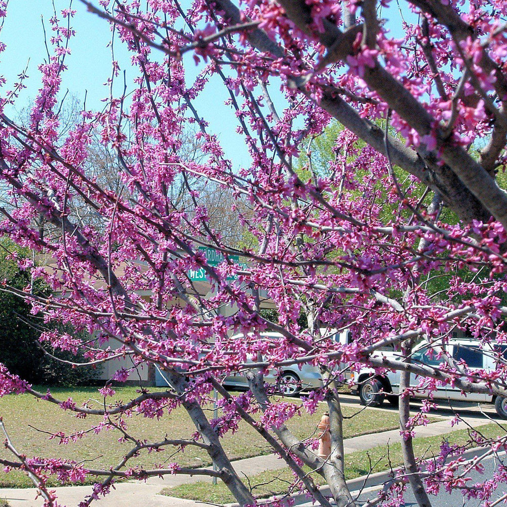 Cercis canadensis texensis ~Texas Redbud-ServeScape