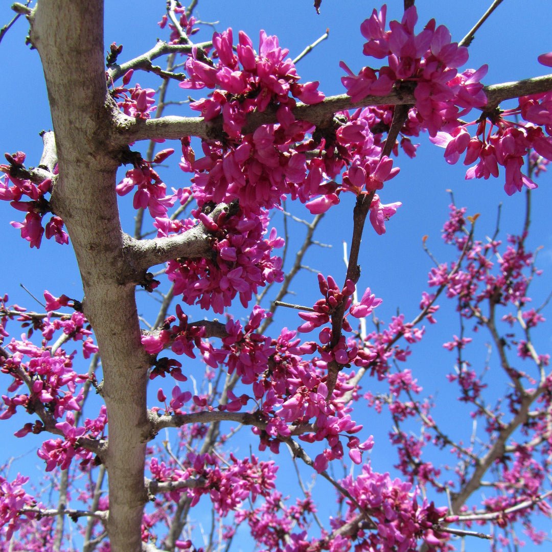Cercis canadensis texensis ~Texas Redbud-ServeScape