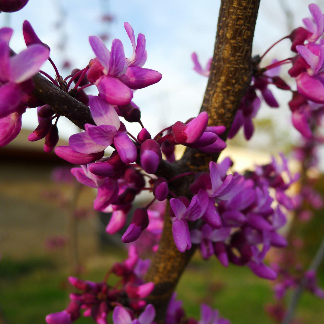 Cercis canadensis texensis ~Texas Redbud-ServeScape