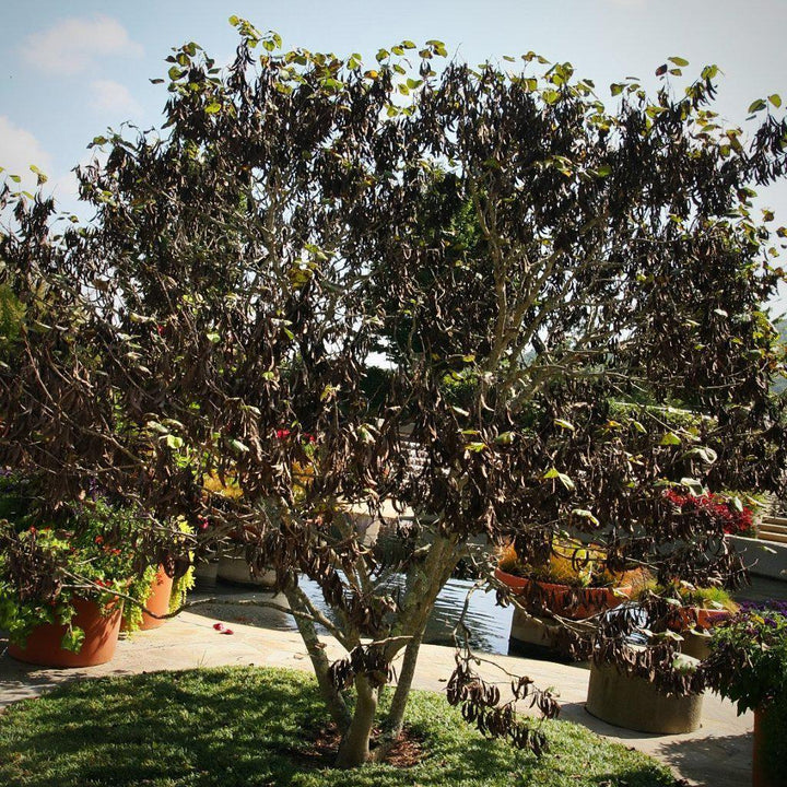 Cercis canadensis texensis ~Texas Redbud - Delivered By ServeScape