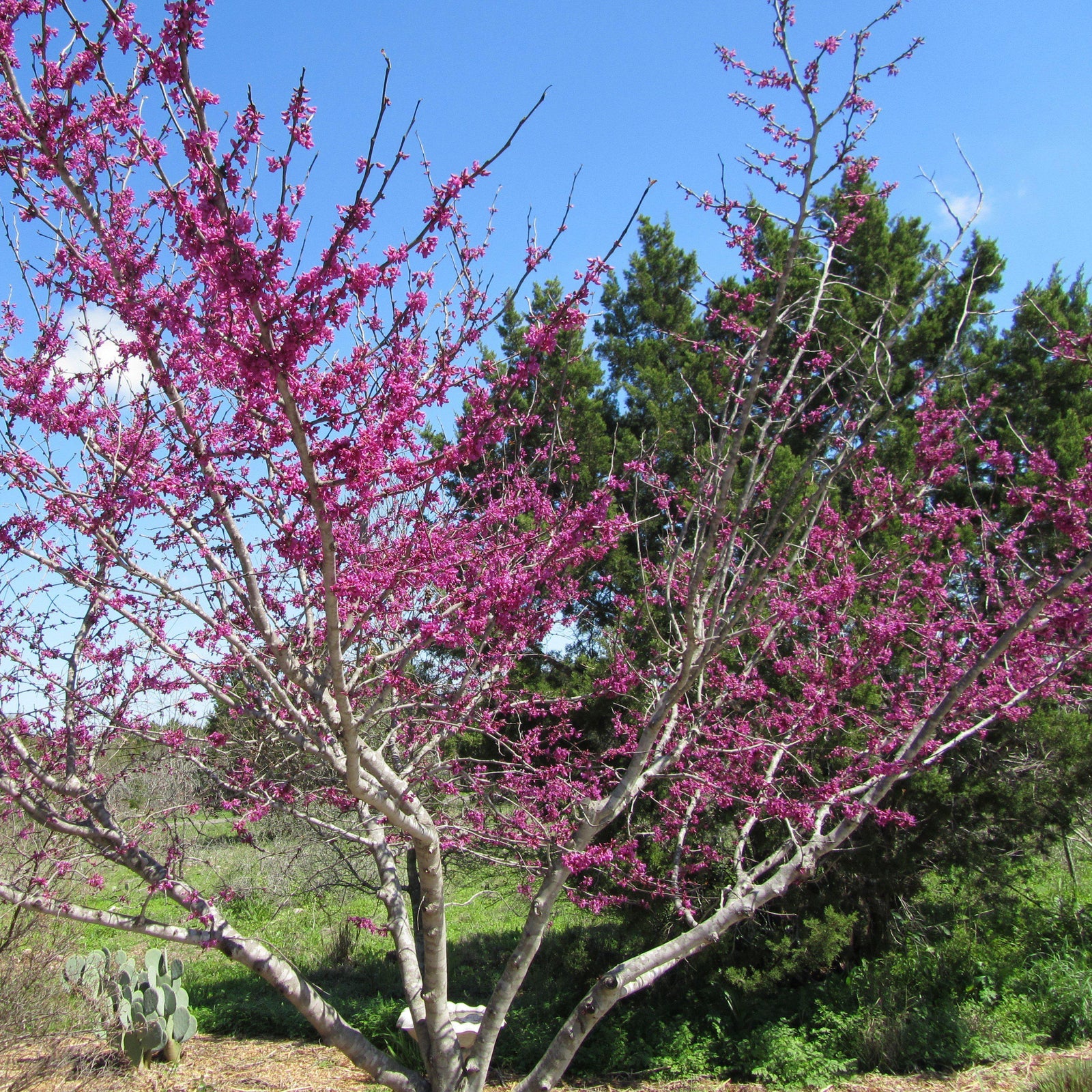 Cercis canadensis texensis ~Texas Redbud-ServeScape