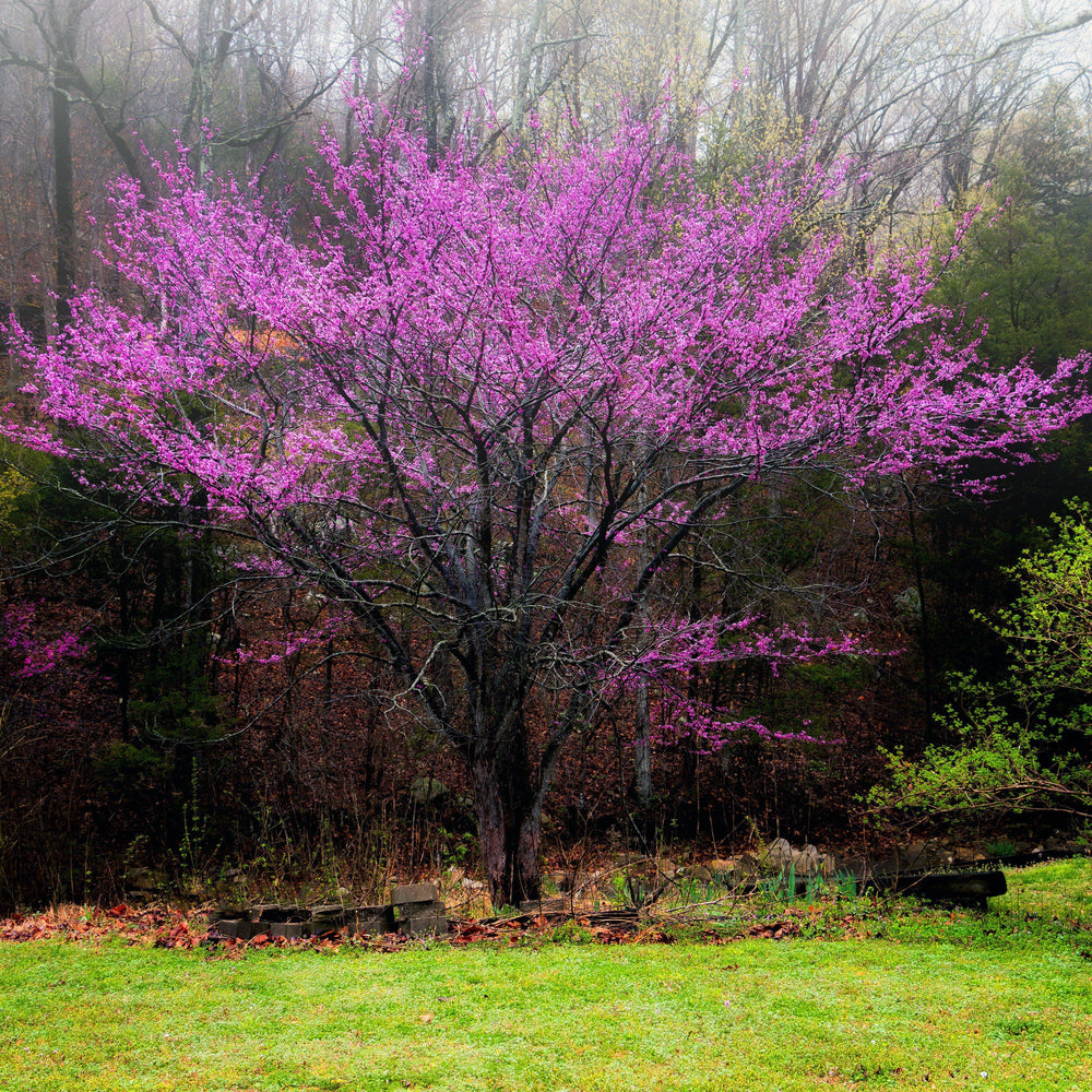 Cercis canadensis var. texensis 'Oklahoma' ~ Oklahoma Redbud - Delivered By ServeScape