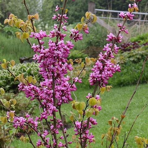 Cercis chinensis 'Avondale'~ Avondale Chinese Redbud-ServeScape