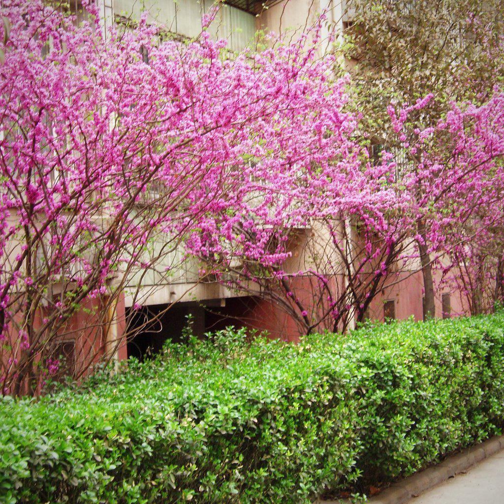 Cercis chinensis 'Avondale'~ Avondale Chinese Redbud - Delivered By ServeScape