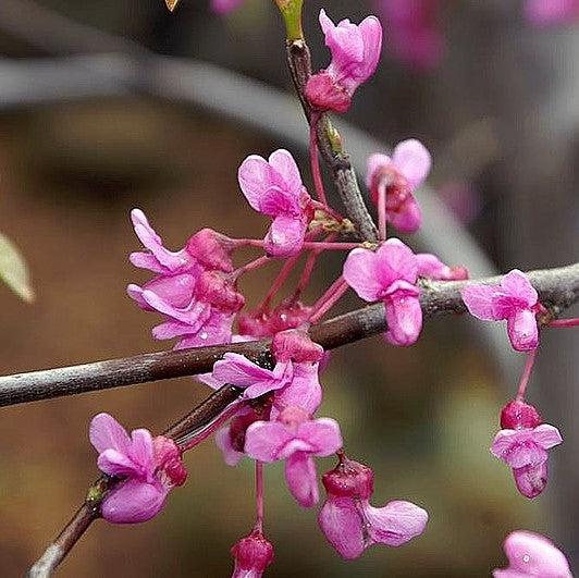 Cercis canadensis 'Covey' ~ Lavender Twist® Redbud-ServeScape