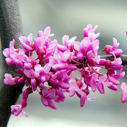 Cercis canadensis 'Covey' ~ Lavender Twist® Redbud-ServeScape