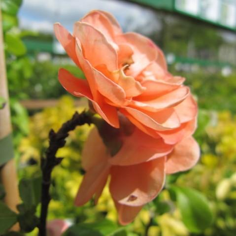 Chaenomeles x superba 'Cameo' ~ Cameo Flowering Quince-ServeScape