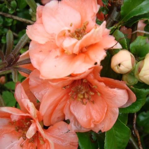 Chaenomeles x superba 'Cameo' ~ Cameo Flowering Quince-ServeScape