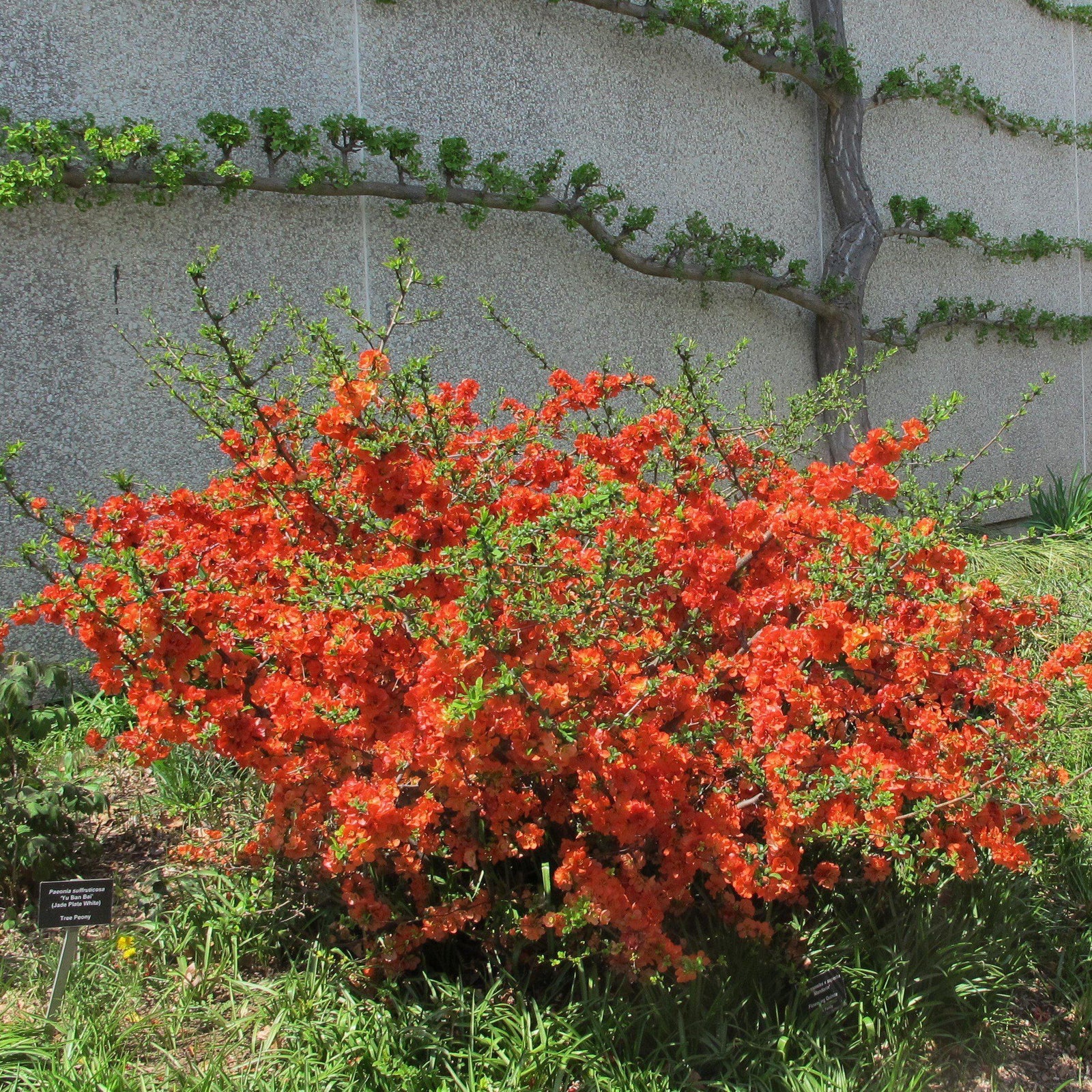 Chaenomeles x superba 'Chojuraku' ~ Chojuraku Flowering Quince - Delivered By ServeScape