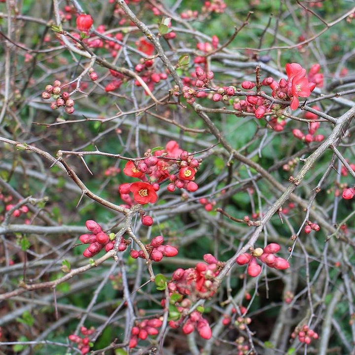 Chaenomeles x superba 'Crimson and Gold' ~ Crimson and Gold Flowering Quince-ServeScape