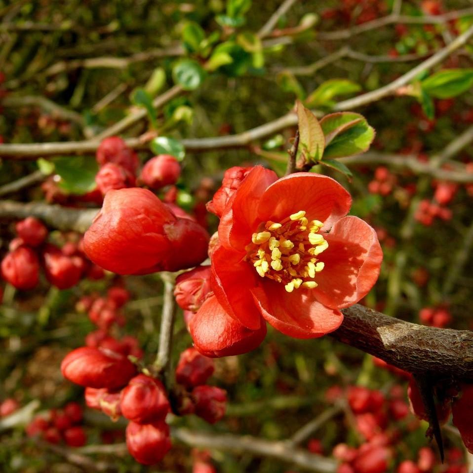 Chaenomeles x superba 'Fusion' ~ Fusion Flowering Quince-ServeScape