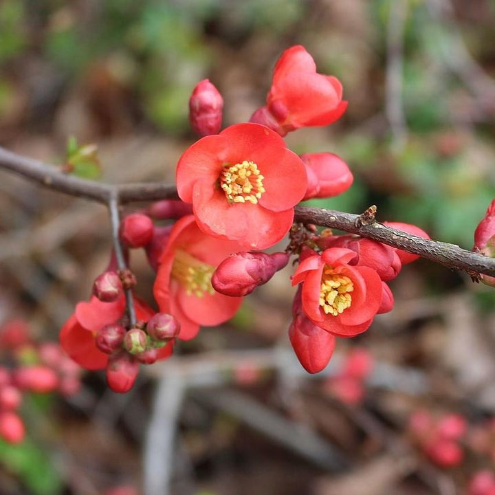 Chaenomeles x superba 'Fusion' ~ Fusion Flowering Quince-ServeScape