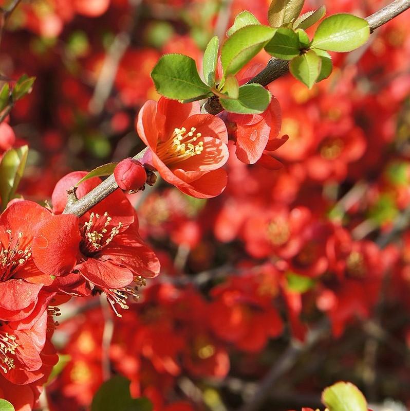 Chaenomeles x superba 'Fusion' ~ Fusion Flowering Quince-ServeScape