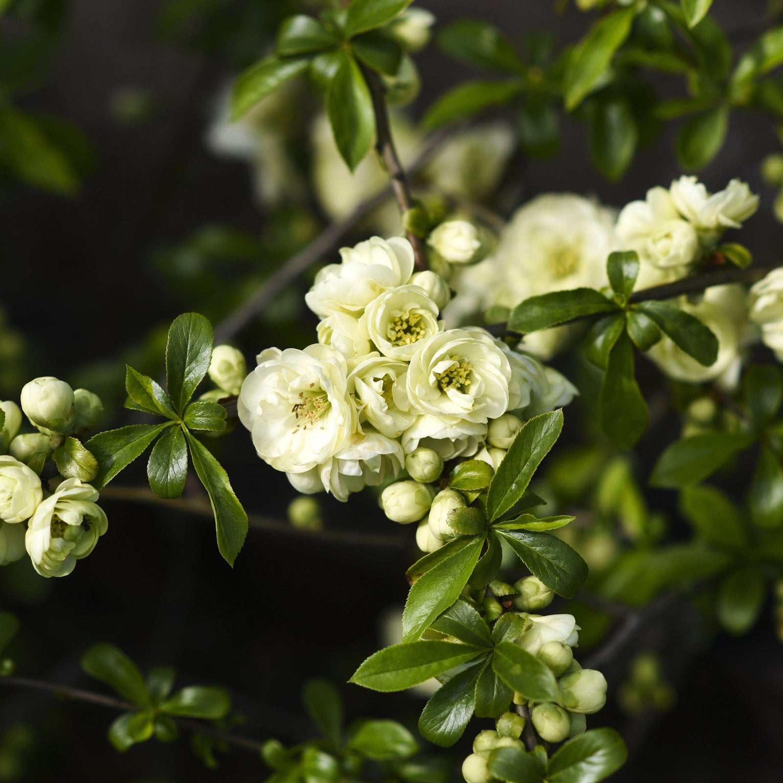 Chaenomeles x superba 'O Yashima' ~ O Yashima Flowering Quince-ServeScape