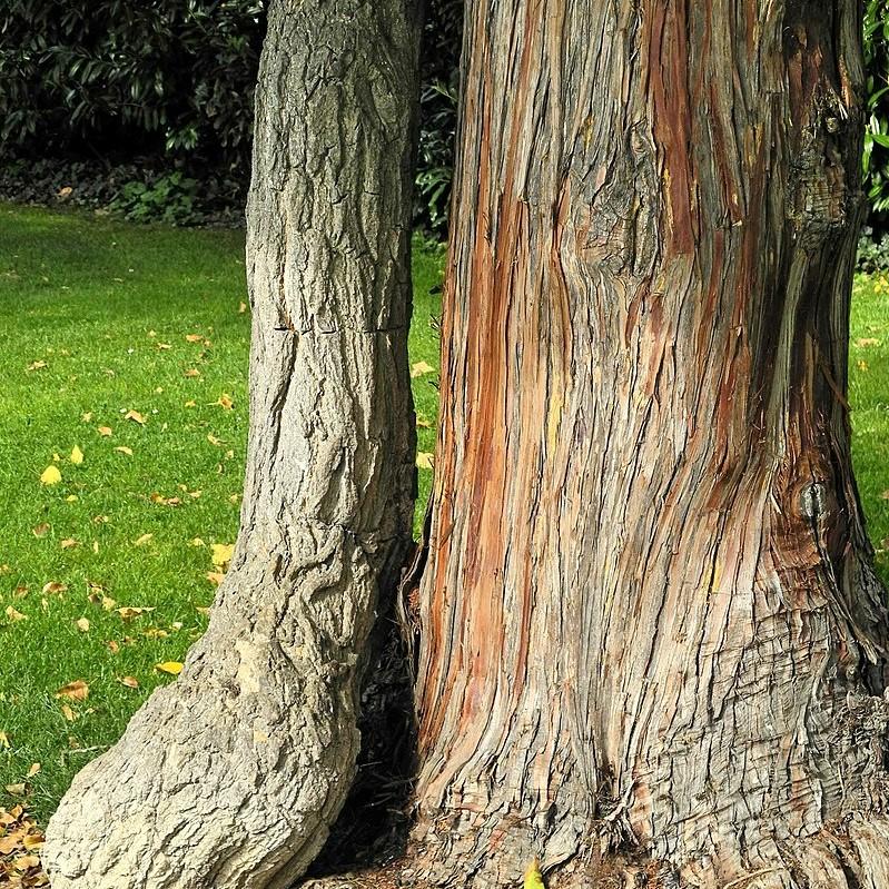 chamacyparis obtusa ~ Hinoki False Cypress-ServeScape